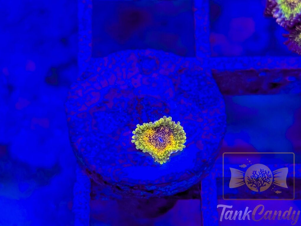 Northern Light Zoa WYSIWYG ZA6