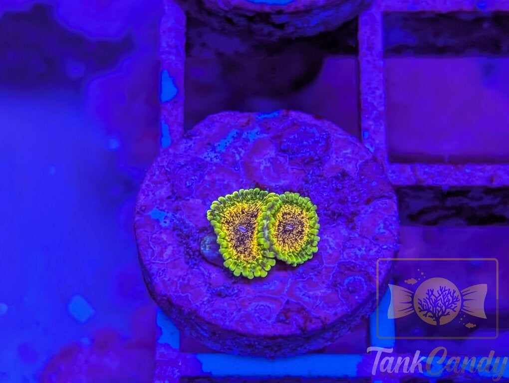 Northern Light Zoa Double WYSIWYG ZA7