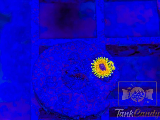 Great Owl Zoa Double WYSIWYG ZA9