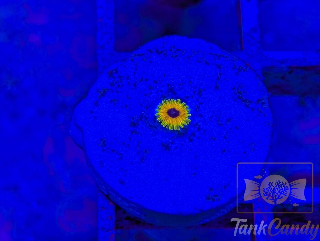 Great Owl Zoa WYSIWYG ZA10