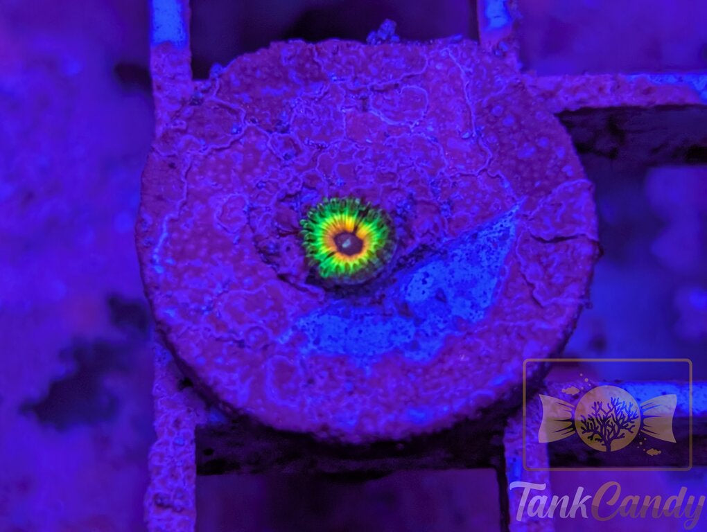 LSOH (Little Shops of Horror) Zoa WYSIWYG ZA11