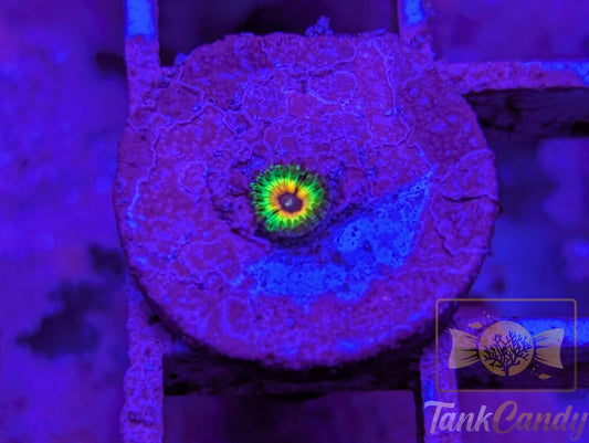 LSOH (Little Shops of Horror) Zoa WYSIWYG ZA11