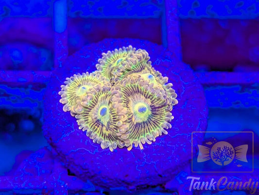 CK Bitcoin (OG) Mini Colony Zoa WYSIWYG ZB1