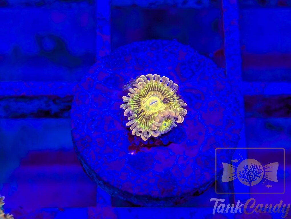 CK Bitcoin (OG) Zoa WYSIWYG ZB4