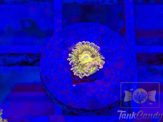 CK Bitcoin (OG) Zoa WYSIWYG ZB4