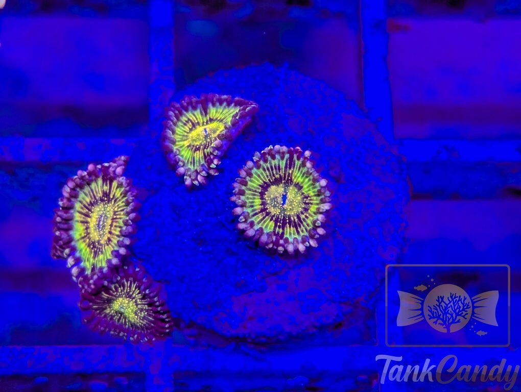 Grim Reaper Zoa (Quad) WYSIWYG ZB5