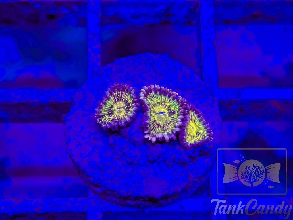 Grim Reaper Zoa (Triple) WYSIWYG ZB6