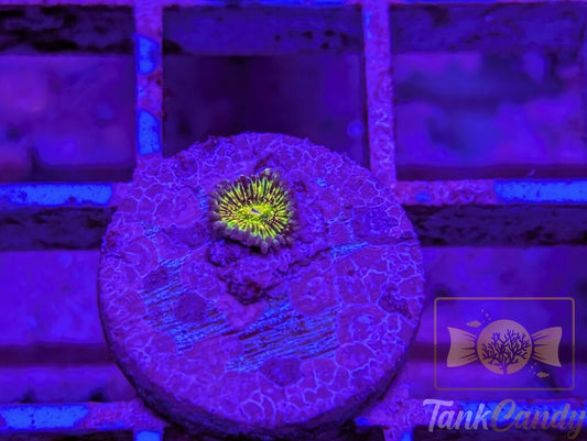Grim Reaper Zoa WYSIWYG ZB7