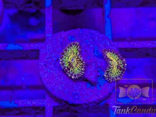 Grim Reaper Zoa (Double) WYSIWYG ZB8
