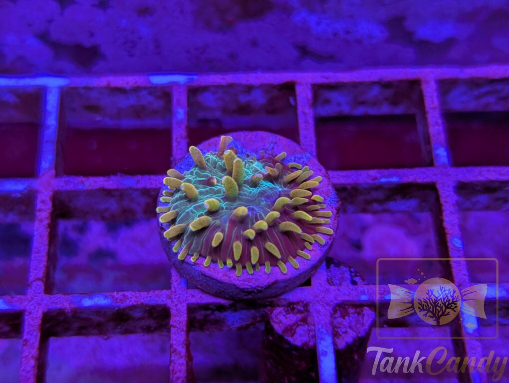 TC Orange Tip Disarias WYSIWYG PE1