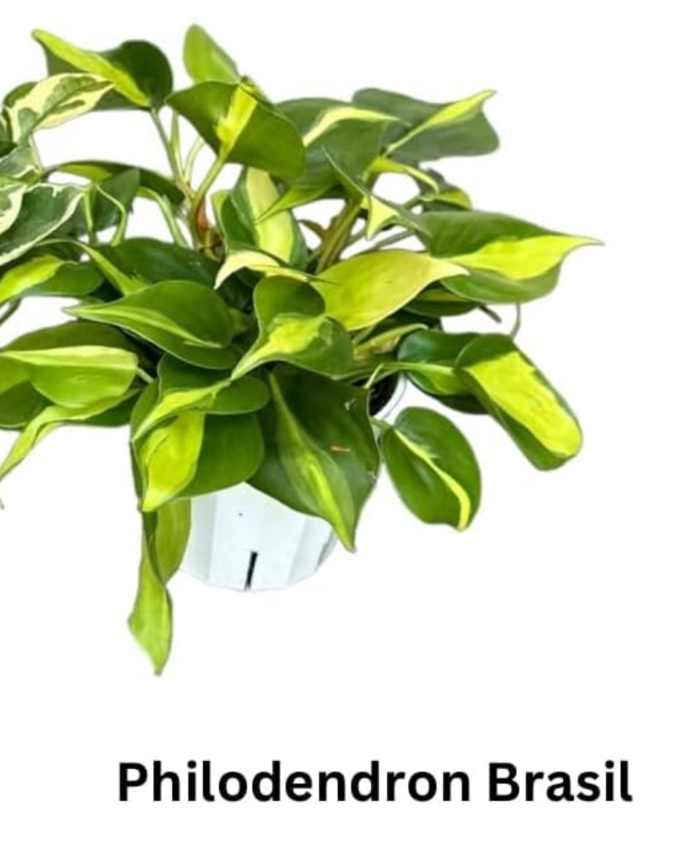 Live Co2 Absorbing Plants