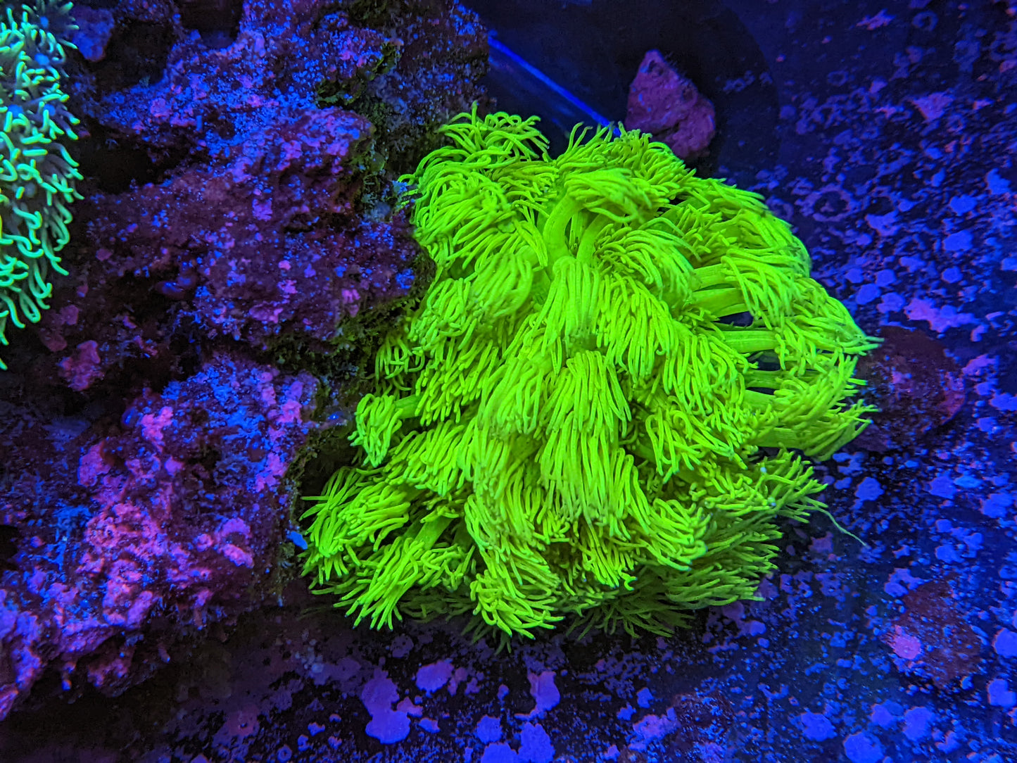 Kevins Highlighter Goni