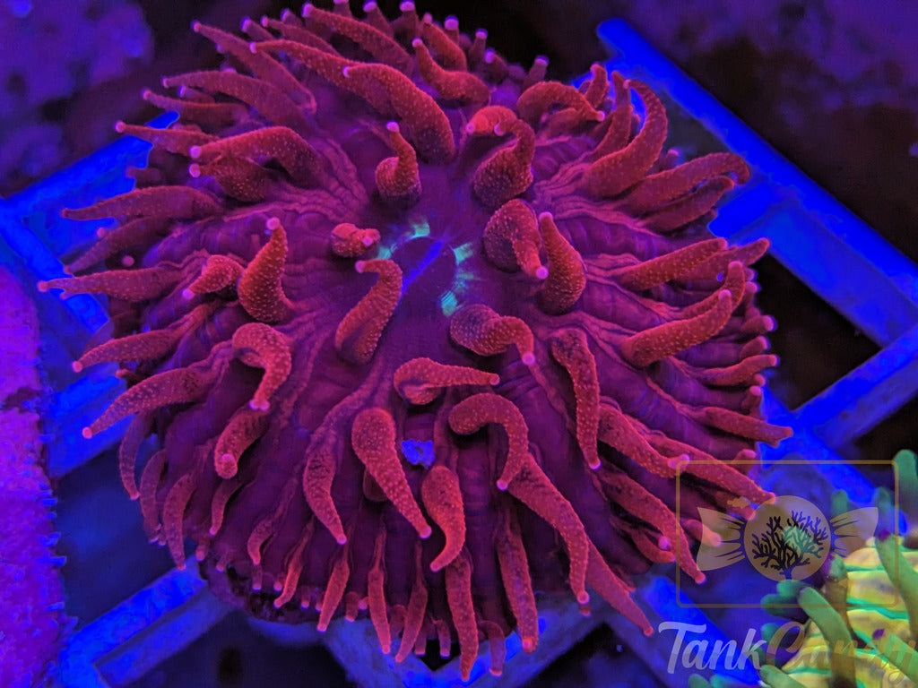 TCK Crazy Red Plate