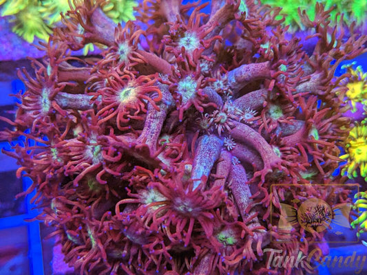 TC Blow Pop Goni (MUST)