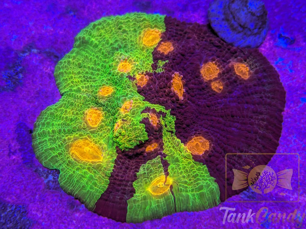 CCA Crayola Meltdown Rainbow Chalice