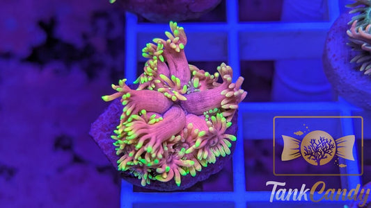 SBB Care Bear Goni WYSIWYG GA3