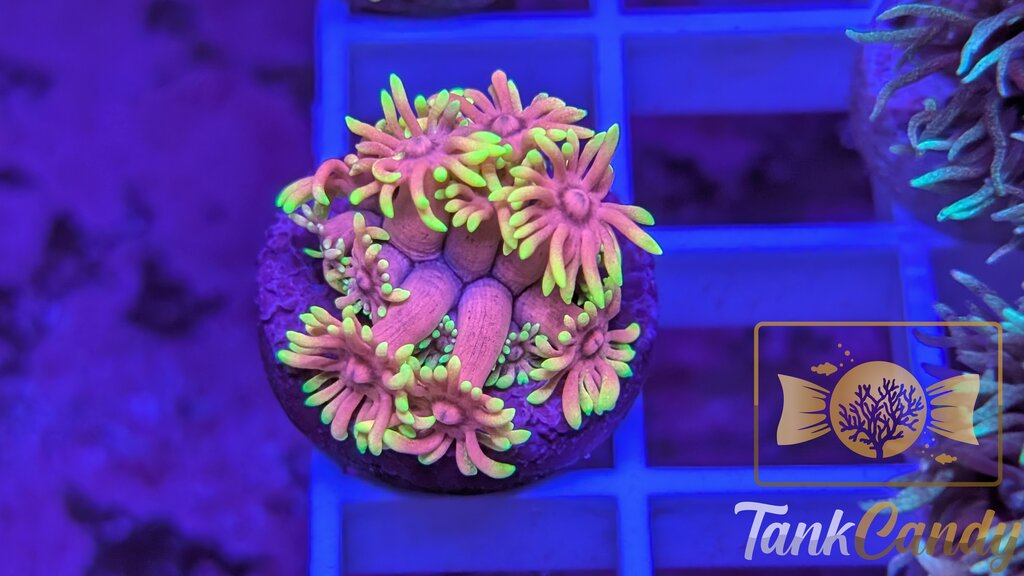 SBB Care Bear Goni WYSIWYG GA4