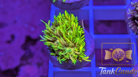 TC Tinker Bell WYSIWYG GA6