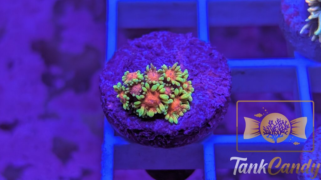 SBB Runespoor Goni WYSIWYG GA8