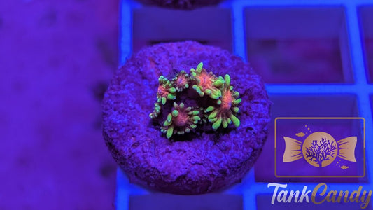 SBB Runespoor Goni WYSIWYG GA10