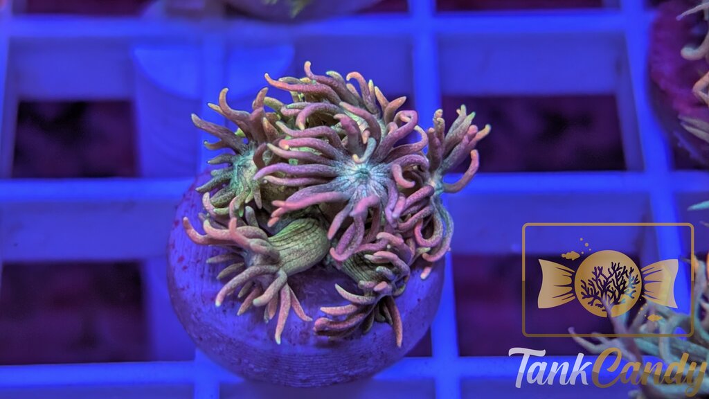 TC Rainbow Loom Goni WYSIWYG GB2