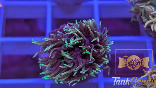 TC Wonder Lust Goni WYSIWYG GB3