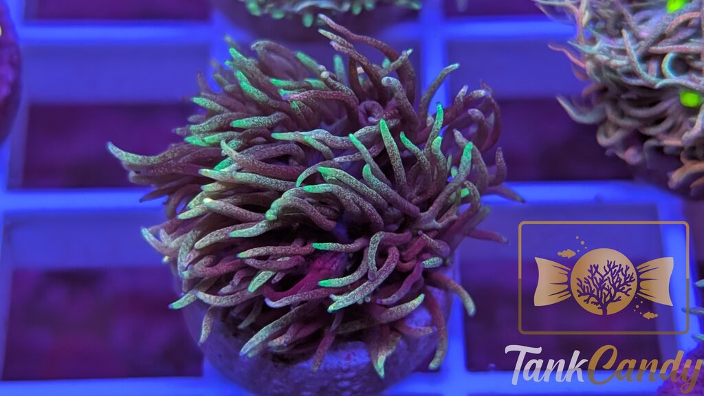 TC Wonder Lust Goni WYSIWYG GB4