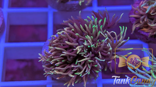 TC Wonder Lust Goni WYSIWYG GB5