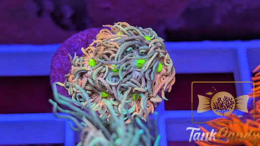 TC Raspberry Punch Goni WYSIWYG [MUST] GC1