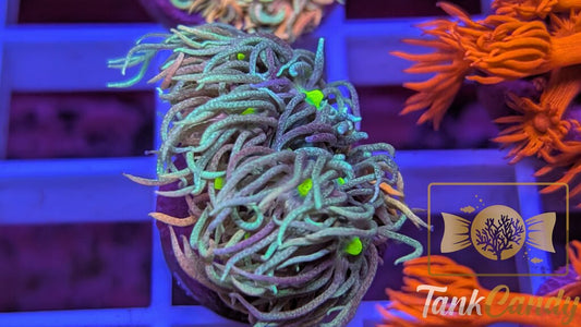 TC Raspberry Punch Goni WYSIWYG [MUST] GC2