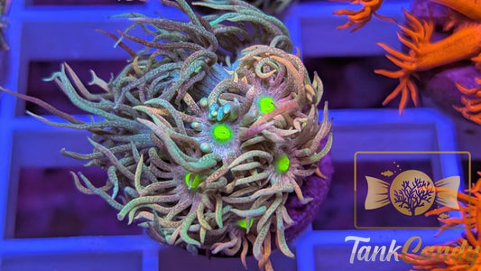 TC Raspberry Punch Goni WYSIWYG [MUST] GC3