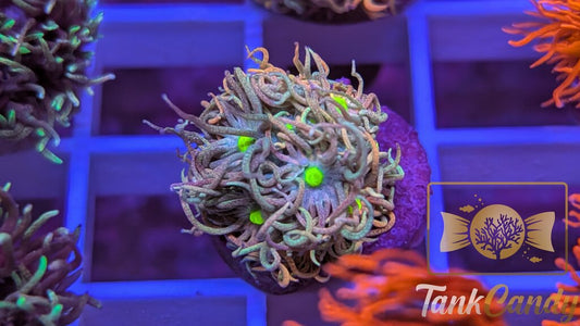 TC Raspberry Punch Goni WYSIWYG [MUST] GC4