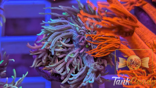 TC Raspberry Punch Goni WYSIWYG [MUST] GC5