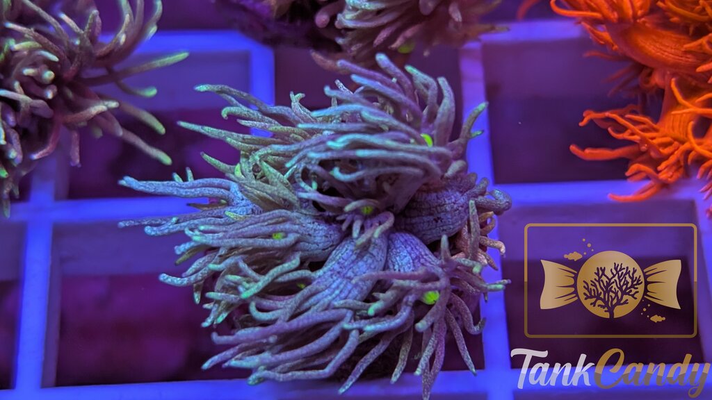 TC Blue Power Goni WYSIWYG [MUST] GC6