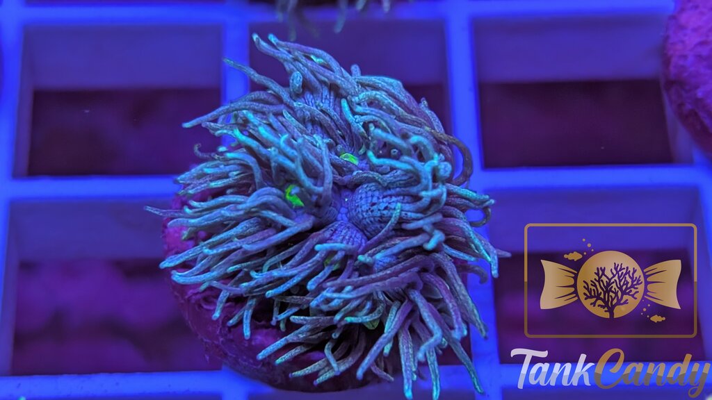 TC Blue Power Goni WYSIWYG [MUST] GC7