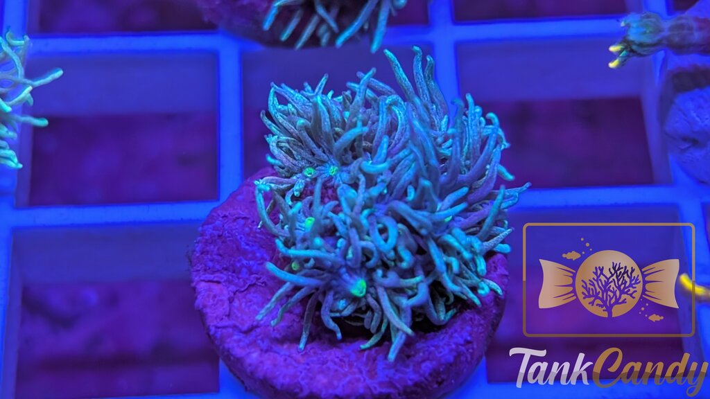 TC Blue Power Goni WYSIWYG [MUST] GC9