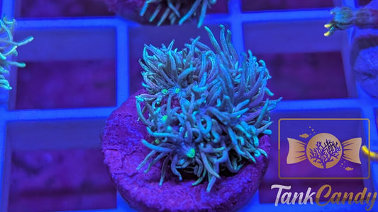 TC Blue Power Goni WYSIWYG [MUST] GC9