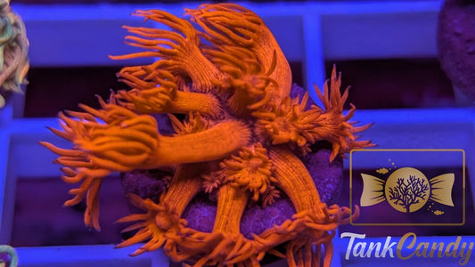 TC Tony's Orange Highlighter Goni WYSIWYG [MUST] GD1