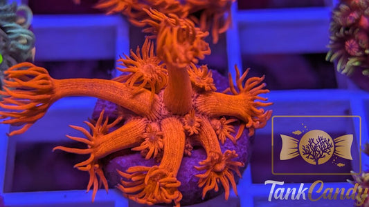 TC Tony's Orange Highlighter Goni WYSIWYG [MUST] GD2