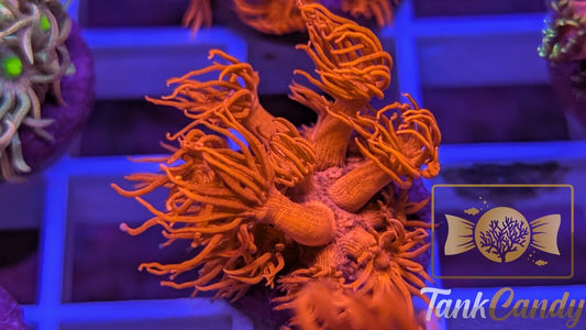 TC Tony's Orange Highlighter Goni WYSIWYG [MUST] GD3