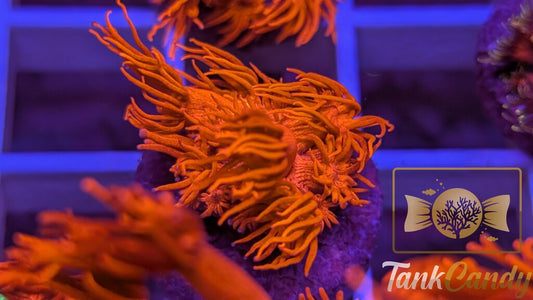 TC Tony's Orange Highlighter Goni WYSIWYG [MUST] GD4