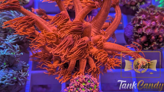 TC Tony's Orange Highlighter Goni XL WYSIWYG [MUST] GD5