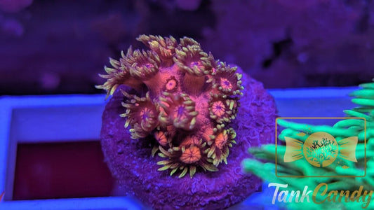 BigR Date Night Goni WYSIWYG GE1