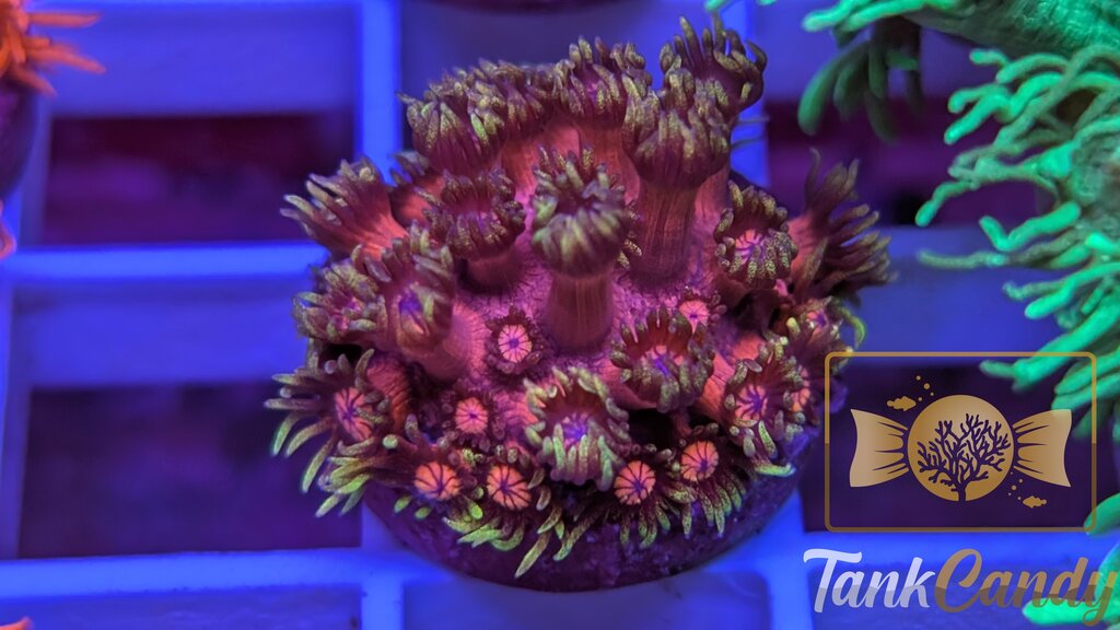 BigR Date Night Goni WYSIWYG GE2