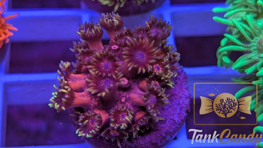 BigR Date Night Goni WYSIWYG GE3