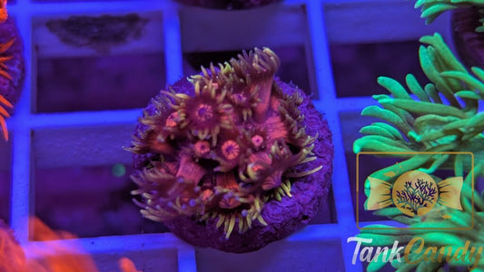 BigR Date Night Goni WYSIWYG GE4