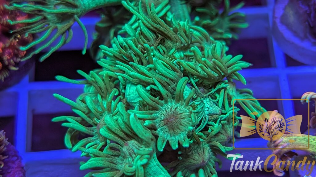 TC Mistletoe Goni WYSIWYG GF2