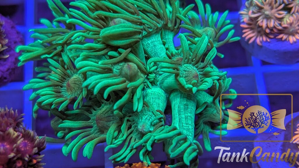 TC Mistletoe Goni WYSIWYG GF4