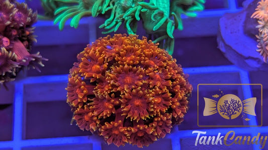 BLA Crown of Thorns Goni WYSIWYG GF5