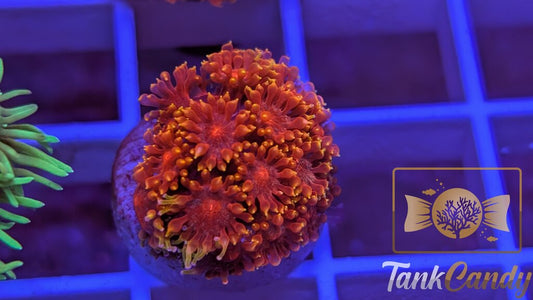 BLA Crown of Thorns Goni WYSIWYG GF6